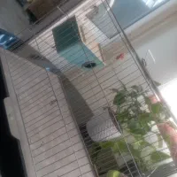 یک جفت مرغ عشق زیبا|پرنده|صدرا-فارس, فاز ۱|دیوار