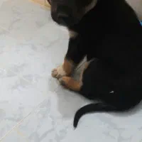 فروش فوری توله سگ دوبرمن|سگ|تهران, تجریش|دیوار