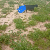 فروش دوعدد بز