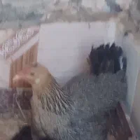 عروسک مرغ وجوجه