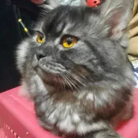 گربه پرشین به اسم لوسیفر فروشی