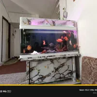 اکواریوم کامل شرکتی با ماهی و لوازم