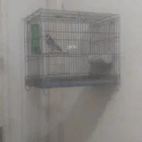 سهره ملکه نر بخون