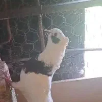 کبوتر پرشی.نرتضمینی|پرنده|ایلام, |دیوار