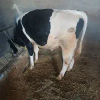 گاو نر
