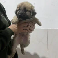 واگذاری توله اشپیتز|سگ|جهرم, |دیوار