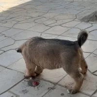 واگذاری سگ پژدر سرابی نگهبان گله|سگ|باقرشهر, |دیوار