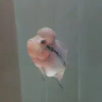 ماهی فلاور نر و ماده تایلندی ۳بندی