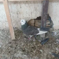 کبوتر شازده