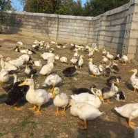 اردک محلی ۴۵ روزه