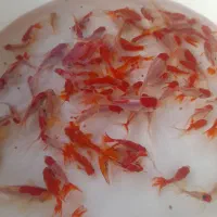 ماهی قرمزمستقیم از مزرعه ارسال سراسری قیمت رقابتی