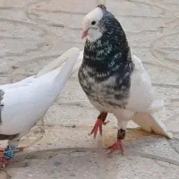 طوقی کله سینه جوجه کشی پرشی کفتر کبوتر.|پرنده|فریمان, |دیوار