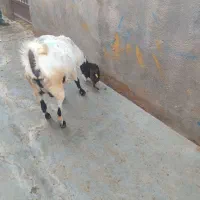 بزدورگه پاکستانی