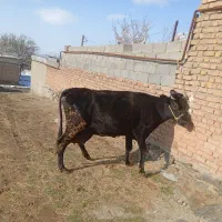 سلام یک رس گاو هلوشتاین باگوساله سیمینتال نر