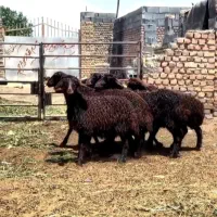 بره قزل افشار ماده