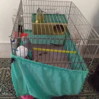 یک جفت مرغ عشق بدون قفس|پرنده|تهران, وحیدیه|دیوار