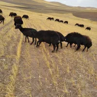 قوچ قره قزل