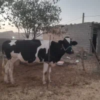 گاوهلشتاین