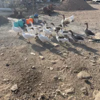 غاز|حیوانات مزرعه|قزوین, |دیوار