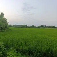 خانه-ویلایی-مسکونی-باغ-شالیزار