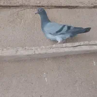 جوجه پلاکی جیر