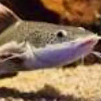 ماهی گوشتخوارواکواریوم  مهریز