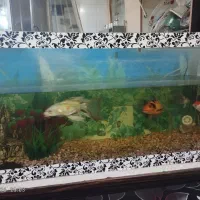 اکواریوم|ماهی|تربت‌حیدریه, پائین ولایت|دیوار