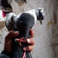 پرنده|پرنده|بروجرد, |دیوار