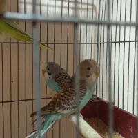 قفس پرنده و پرنده مرغ عشق ماده و نر|پرنده|شیراز, شهرک صدا و سیما|دیوار