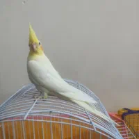 1تومان فقط