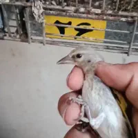 سهره جوجه به شرط خواندن