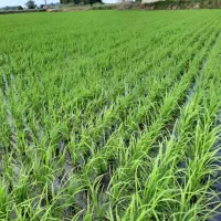 برنج شیرودی ۱۷۸۰۰۰