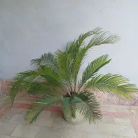 سیکاس