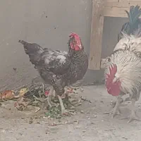 خروس محلی|حیوانات مزرعه|رباطکریم, شترخوار|دیوار