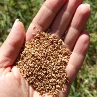 فروش کنجد قهوایی باکیفیت k1