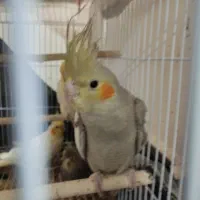 عروس هلندی لوتینو و خاکستری و ابلق|پرنده|سلامی, |دیوار