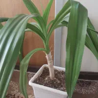 معاوضه برگ موزی