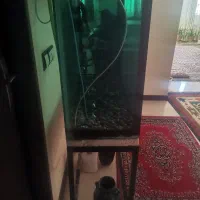 آکواریوم|ماهی|کرمان, |دیوار