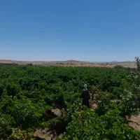 5500متر باغ در بینالود معاوضه با خانه و ماشین مشهد