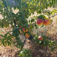 فروش زمین باغی ۱۰۴۰ متری شیراز روستای آب پرده|فروش زمین و ملک کلنگی|شیراز, کودیان|دیوار