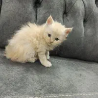 فروش گربه نژاد دار|گربه|گرگان, |دیوار