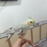 چند عدد عروس هلندی|پرنده|کارون, |دیوار