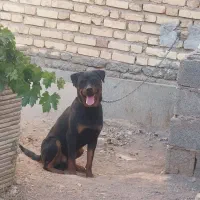 سگ روتوایلر نر ۱۸ ماه سیرجان.کرمان.رفسنجان