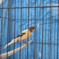 قناری ماده اماده