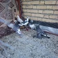تعدادی کبوتر|پرنده|لیلان, |دیوار