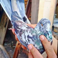 کفتر جفت . فصل تخم گزاری