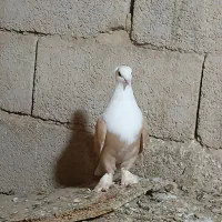 کبوتراس|پرنده|نگین شهر, |دیوار