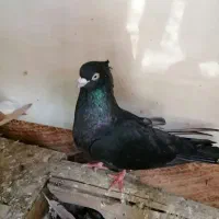 کبوتر ماده صرب