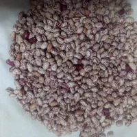 لوبیا چیتی