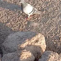 سلام یک ماده زابلی گرفته شوده از پارسال و ثب هست|پرنده|نهبندان, |دیوار